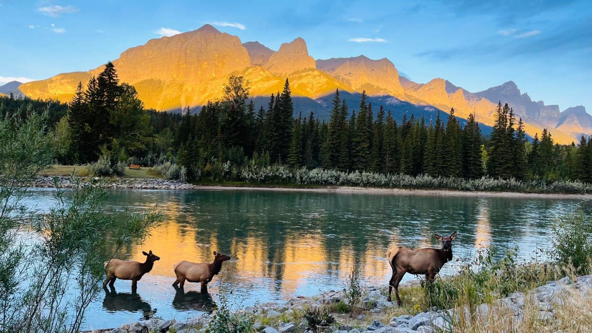 #202 Cozy Mountain View 2 Bedrooms In Dt Canmore Eksteriør bilde